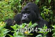 Africa jungle