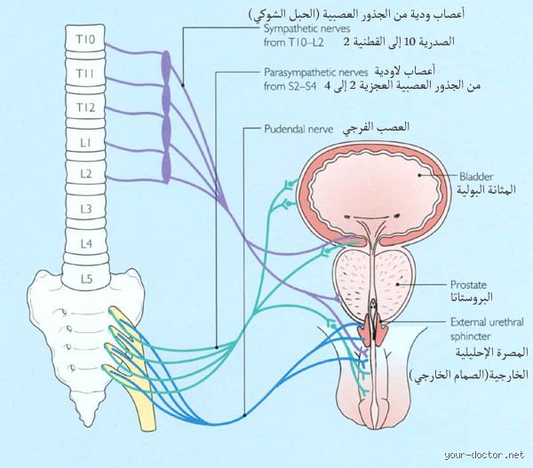 الشبكة الخفية: ما هي الأعصاب المسؤولة عن القذف وكيف تدير هذه العملية المعقدة؟