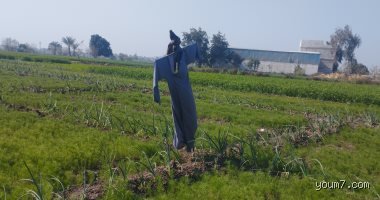 سر الجدارة: كيف أحصل على الكأس في حقول الفزاعات؟