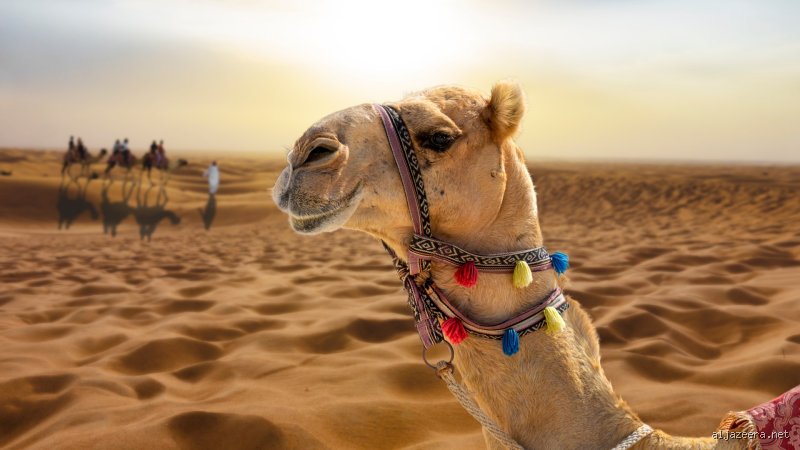 كم من الوقت يمكنك البقاء على قيد الحياة في الصحراء؟ دليل البقاء في الجحيم الأصفر