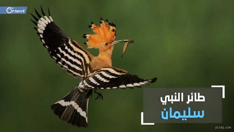 لغز الطيور المحرمة: من هو الطائر المذكور في القرآن وليس له وجود الآن في عالمنا؟