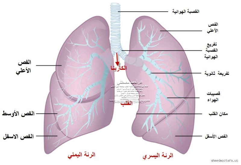 كيف أجدد الرئة؟ الإجراءات الحقيقية التي تغير وظائفك التنفسية