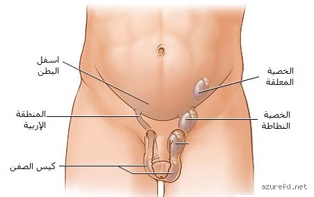 أين تقع خصية الرجل؟ رحلة في جغرافيا الجسد الأكثر حساسية
