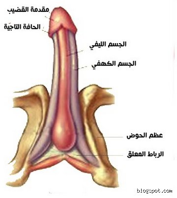 ما اسم فتحة طرف قضيب الرجل؟ دليل شامل حول الصماخ البولي ووظائفه