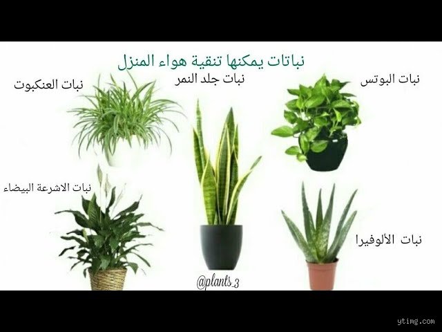 ما هي النبتة التي تُهدى لجلب الحظ السعيد والرخاء؟ دليل الطاقة الخضراء