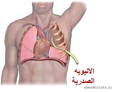 كيف أخرج الهواء من صدري؟ دليلك العلمي لفك حصار الأنفاس المحتبسة