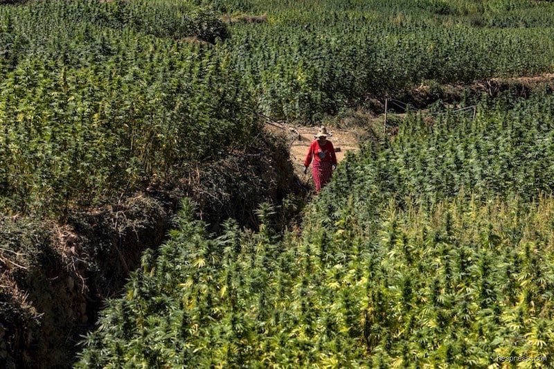 ترتيب المغرب في تصدير الحشيش: بين سطوة الأرقام وواقع "الذهب الأخضر" العابر للحدود