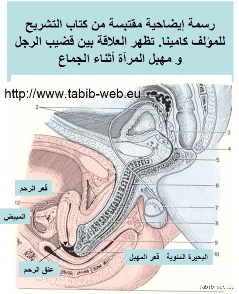 ما هو إحساس المرأة داخل المهبل؟ الدليل التشريحي العصبي الصادم