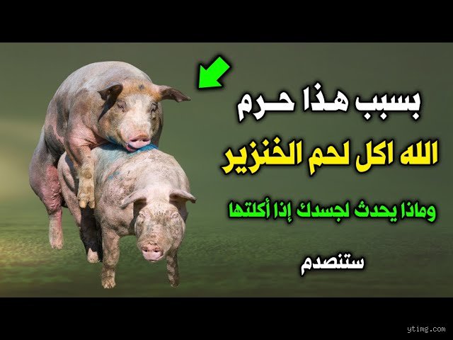 ماذا يحدث إذا أكل المسلم لحم الخنزير؟ الأبعاد الشرعية والطبية وراء المحظور الأكبر