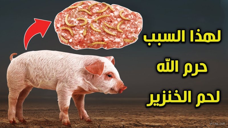 هل يوجد مسلمون يأكلون لحم الخنزير؟ الحقيقة خلف المحرمات والممارسة