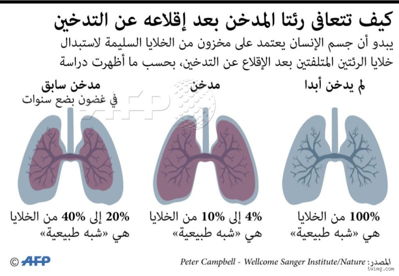 كم سنة تحتاج الرئة للتعافي من التدخين؟ إليك الجدول الزمني الحقيقي لتطهير أنفاسك