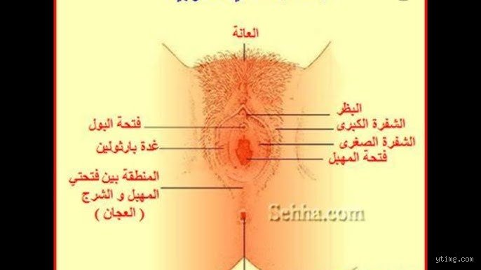 ما هي أكثر المناطق التي تثير النساء؟ فك شفرة الخريطة الحسية المعقدة