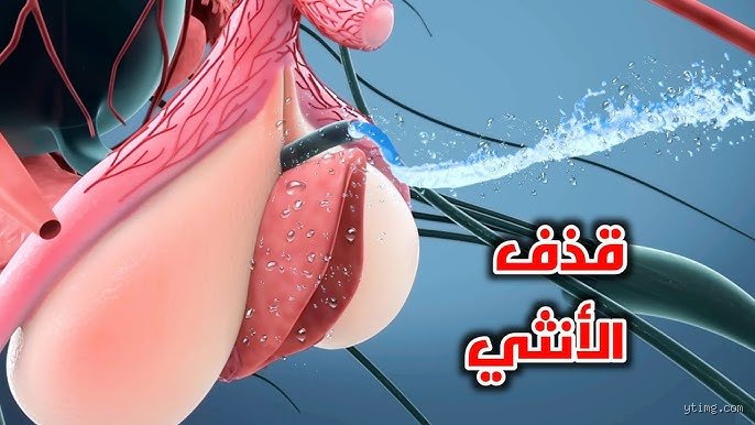 هل تقذف المرأة بعد سن الستين؟ الحقيقة وراء خرافات البيولوجيا والتقدم في العمر