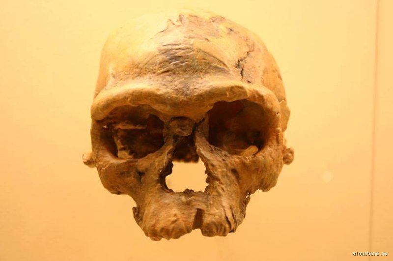 من عاش قبل 300 ألف سنة؟