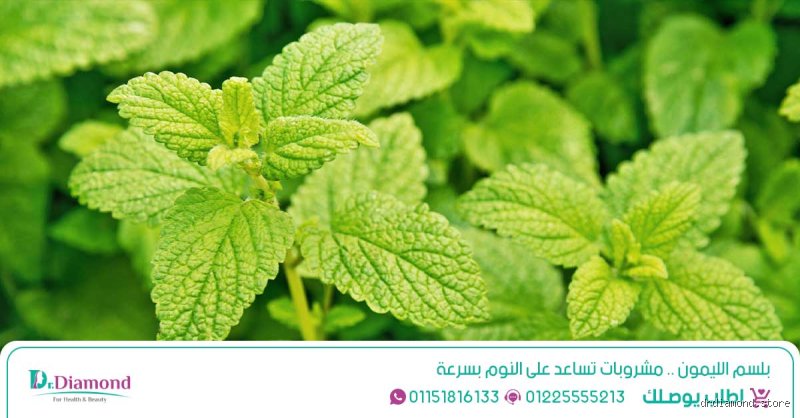 ما هي العشبة التي تسبب النعاس؟ الدليل الحقيقي لسطوة الطبيعة على الأرق