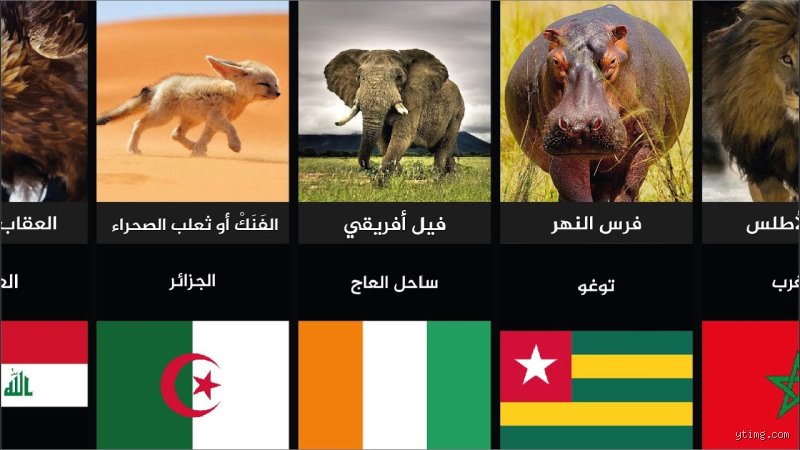 ما هو الحيوان الرسمي للمغرب؟ أسرار ملك الغابة الذي يسكن القلوب والعملات