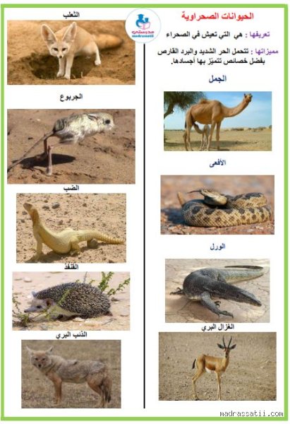 أسرار البقاء: ما هي الحيوانات التي تعيش في البيئة الصحراوية وتتحدى الموت يومياً؟