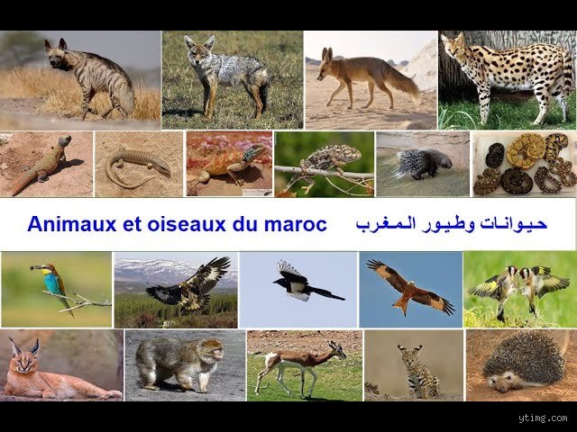 ما هي الحيوانات التي تعيش في المغرب؟ دليلك لاكتشاف برية أطلسية مذهلة