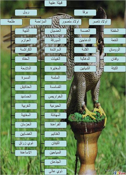 ما هي عاصمة عتيبه؟ بين عبق التاريخ وأضواء الحاضر في هضبة نجد