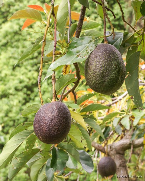 ماذا تعني كلمة palta؟ الهوية الثقافية في قشرة ثمرة