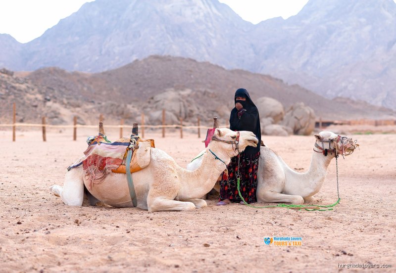 ماذا يُطلق على الأشخاص الذين يعيشون في الصحاري وما سر بقائهم؟