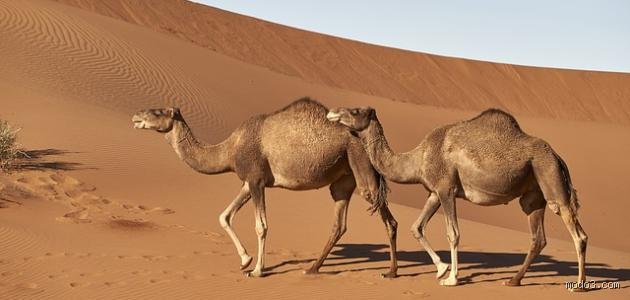 ما هو الموطن الأصلي للجمل؟ حقيقة الرحلة من ثلوج القطب إلى رمال الصحراء