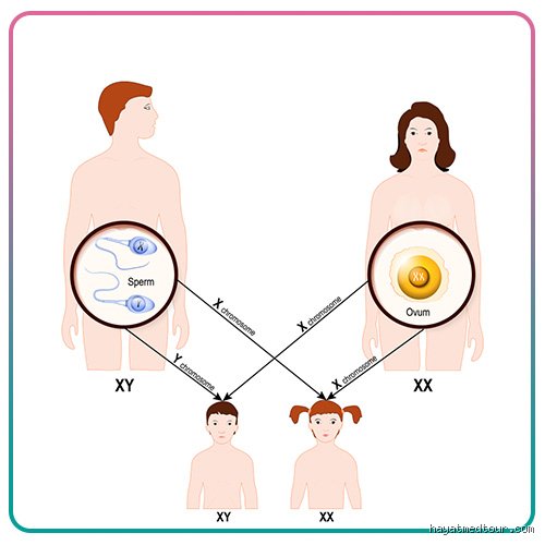 كيف أعرف جنسي؟ الدليل العلمي والبيولوجي التفكيكي
