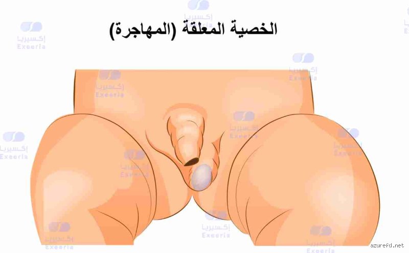 في أي عمر يكتمل نزول خصيتي الرجل؟ رحلة الستة أشهر الفاصلة