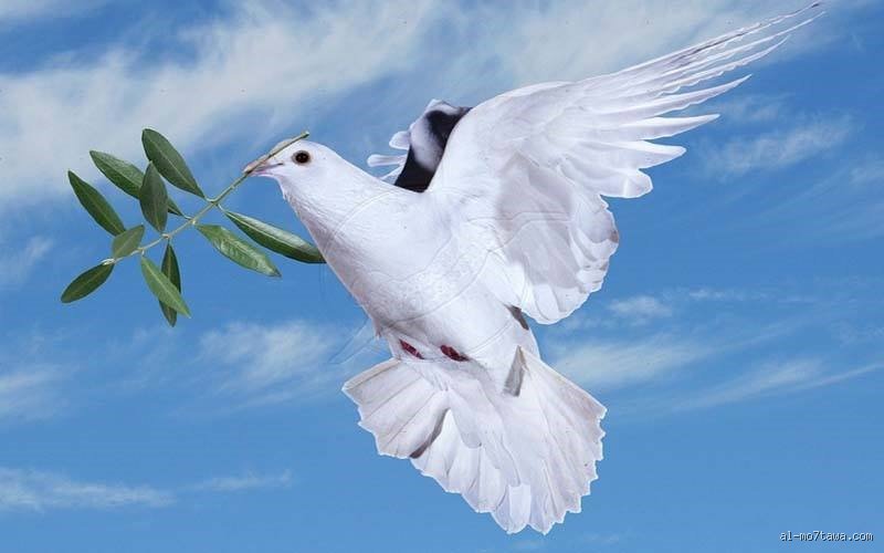 ما هو أعظم رمز للسلام؟ الحقيقة خلف غصن الزيتون والبيانات التي تجاهلها التاريخ