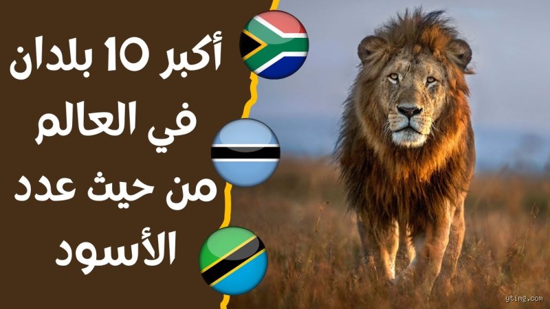 ملك الغابة يبحث عن عرشه: ما هي أكثر دولة أفريقية فيها أسود حالياً؟