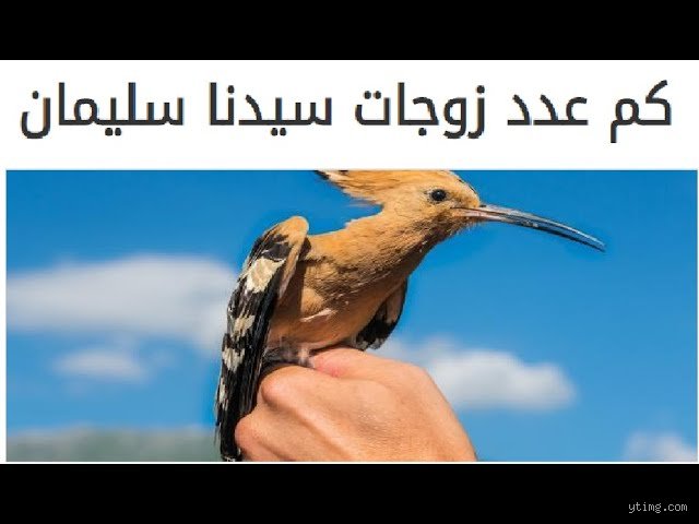 كم امرأة تزوج سليمان عليه السلام؟ الحقيقة بين الروايات التاريخية والنصوص الدينية