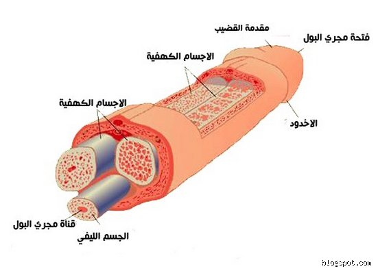 كم فتحة في ذكر الرجل؟ الحقيقة التشريحية التي قد تغيب عن الكثيرين