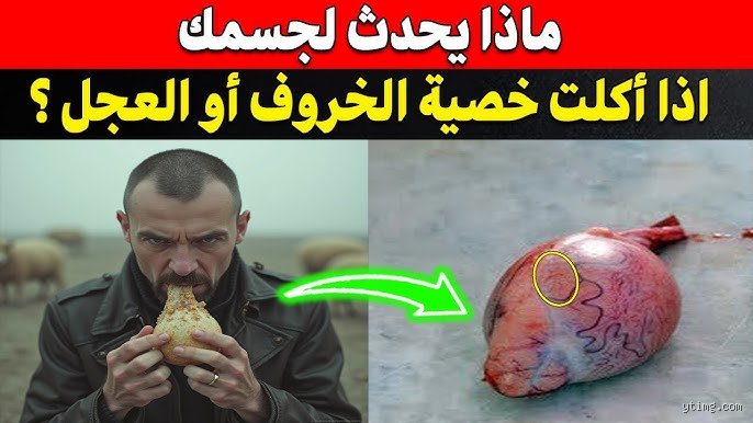 ماذا يحدث عند أكل خصية الخروف؟ بين الموروث الشعبي والحقيقة العلمية
