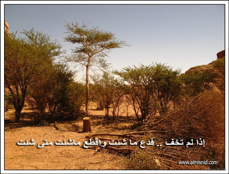 ماذا يقول القرآن عن إزالة الغابات؟ صرخة الأرض الصامتة